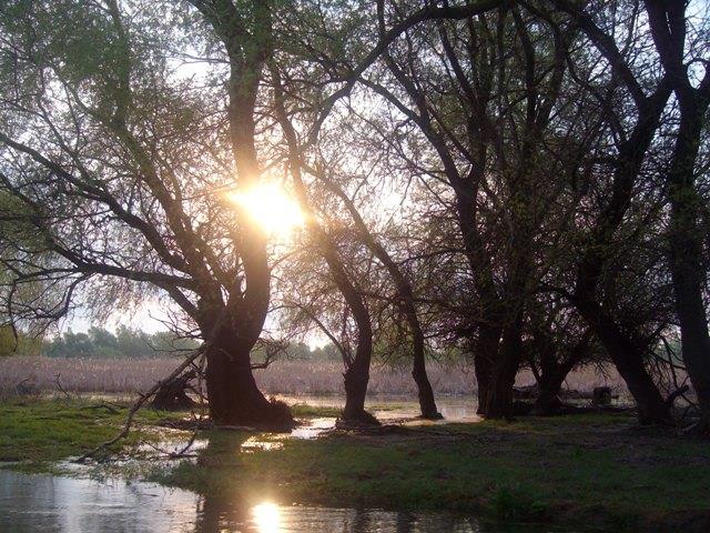 Prin Delta Dunarii - SANY5304.JPG